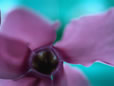 Desktop photos
